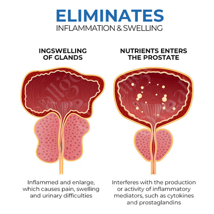 BeeBoom orr-inhalátor a prosztata egészségéért